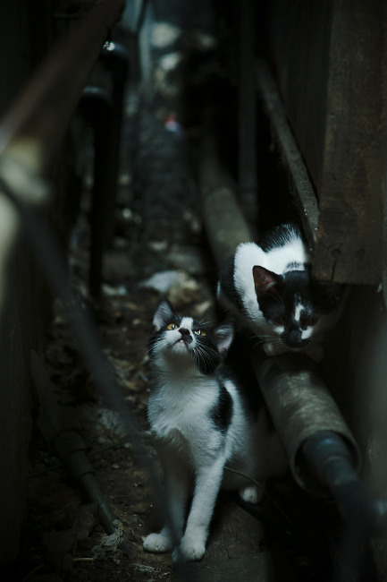 绝境反击！深圳队一波流带走掘金，戈贝尔关键时刻化身定海神针